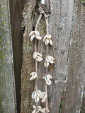 detailphoto of the chain part of the necklace, showing the 4 shell clusters, loop & knob closure at the ends