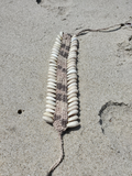 A handmade shell and woven cord anklet laid flat on a sandy beach.