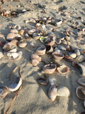 This is  a photo of the beach where I collected these shells from