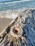 Seashell on a piece of driftwood with ocean waves in the background