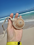 Hand holding a shell with a beach and ocean in the background