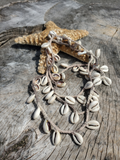 Long Cowrie Shells Necklace